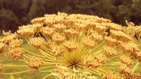 The swaying of a flower in the wind and insects. Summer. Macro shooting. Video stock 50091917