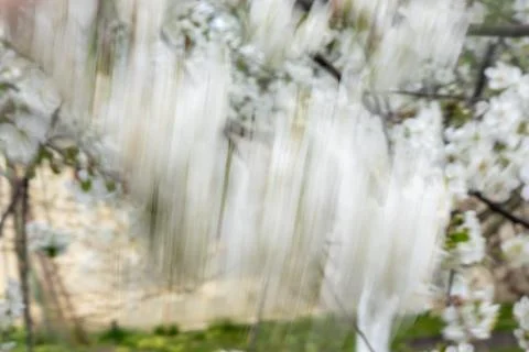 Swaying flowering tree branches captured with intentional motion blur. Soft whit Stock Photos