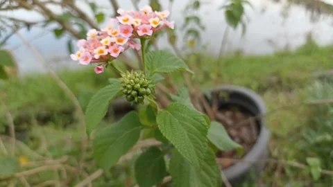 Swaying flowers Stock Footage 238574283