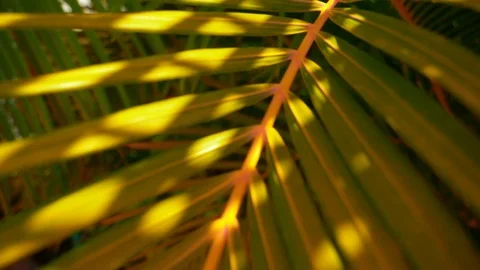 Swaying foxtail Stock Footage 107281365