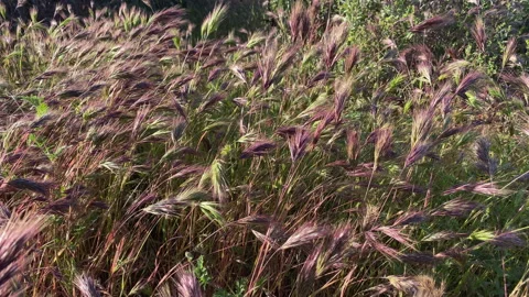 Swaying foxtail grass at sunset at spring Stock Footage 213787521