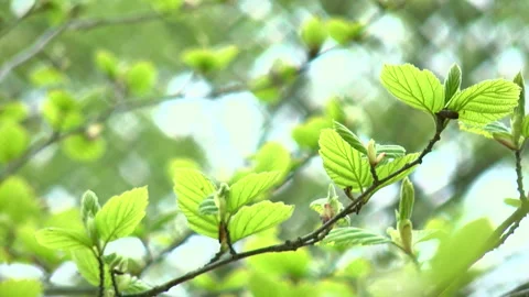 Swaying Fresh Greenery Vidéo 332378095