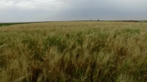 Swaying golden wheat fields are captured in the breeze set, stock footage. Stock Footage 304934952