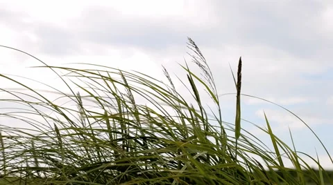 Swaying grass against the sky Stock Footage 53235098