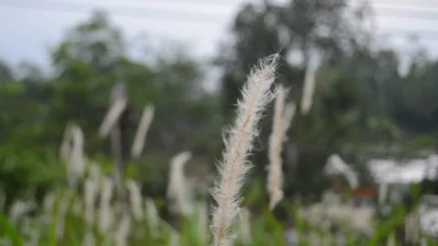 The swaying grass blown by the wind Stock Footage 287958792