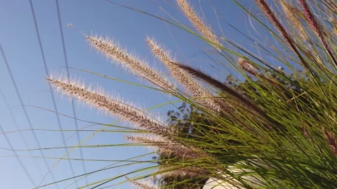 Swaying Grass at Brighton Beach Vídeos de archivo 291763266