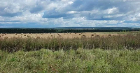 Swaying grass, cereal field Stock Footage 62897512
