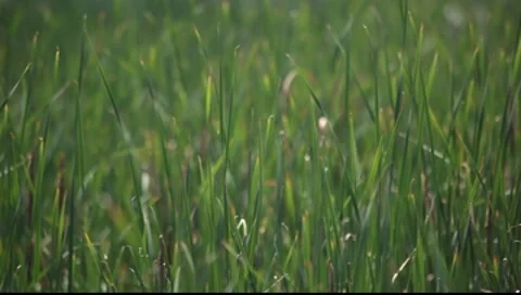 Swaying grass Stock-Footage 8554478