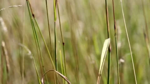 Swaying grass Stock Footage 8847258