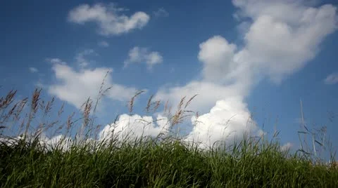Swaying grass Stock Footage 9964778