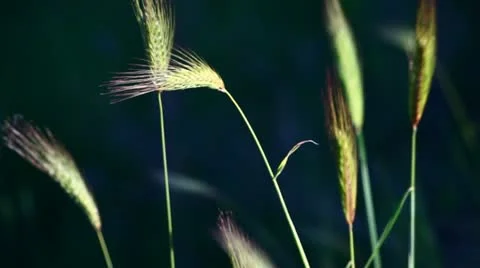Swaying grass Stock Footage 10899205