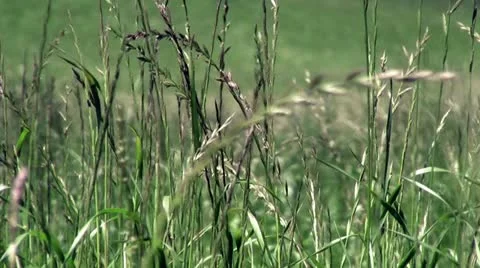Swaying grass Stock Footage 11288803
