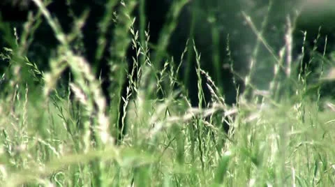 Swaying grass Stock Footage 11288848
