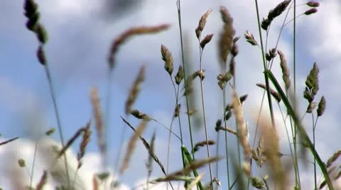 Swaying grass Stock Footage 11345587