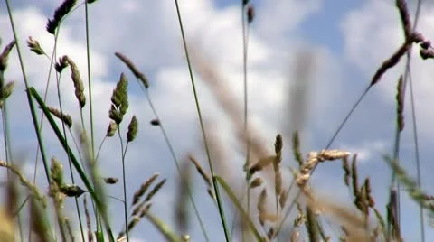 Swaying grass Stock Footage 11345846