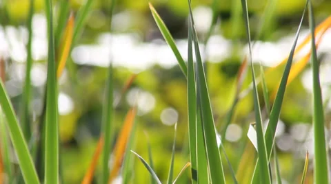 Swaying grass Stock-Footage 38374406
