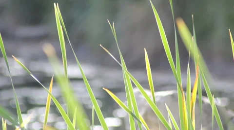 Swaying grass Stock Footage 38376115