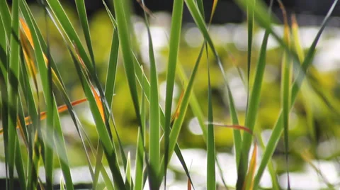 Swaying grass Stock Footage 38378640