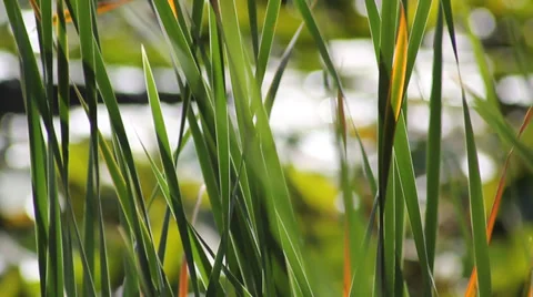 Swaying grass Stock Footage 38378691