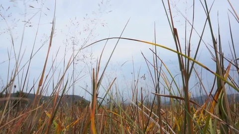 Swaying grass Stock Footage 95545523