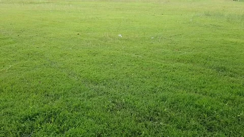 Swaying grass Video stock 171604219