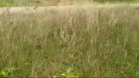 Swaying grass Video stock 171853582