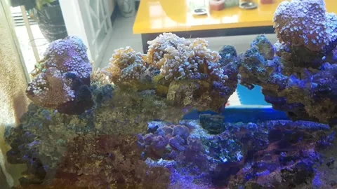 Swaying grass Stock Footage 201245839