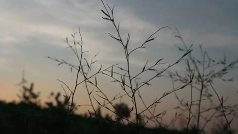 Swaying grass Stockbeeldmateriaal 208620720