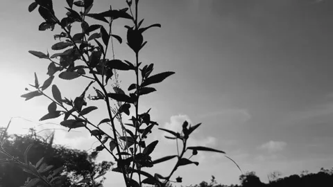 Swaying grass Stock Footage 282080068