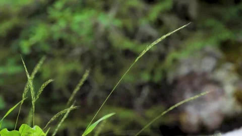Swaying grass Video stock 289403403