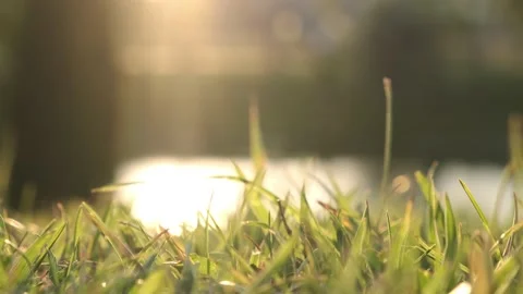 Swaying Grass on Sunset. Stock Footage 136164701