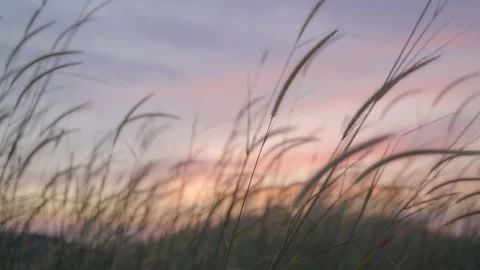 Swaying Grass in Sunset Stock Footage 157896005