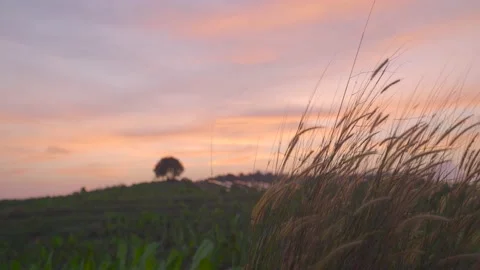 Swaying Grass in Sunset Stock Footage 157896428
