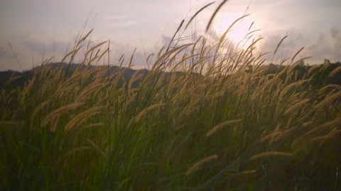 Swaying Grass in Sunset Stock Footage 157896465