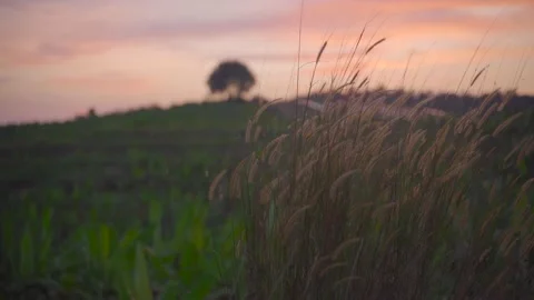 Swaying Grass in Sunset Stock Footage 157897141