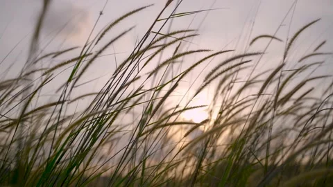 Swaying Grass in Sunset Stock Footage 157897273