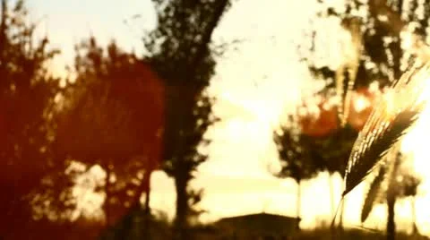 Swaying grass at sunset (pan shot) Stock Footage 10899287