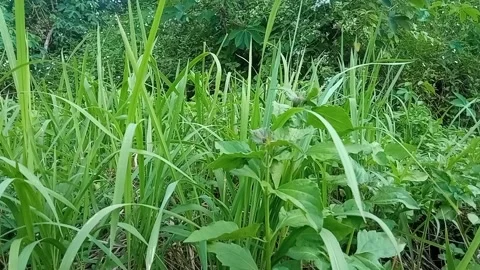 Swaying grass video Stock Footage 211242439