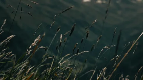 Swaying Grass, Wind, Austrian Alps, Mountain Landscape Stock Footage 325958600