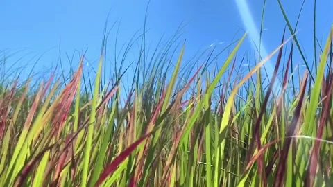 Swaying Grass from the wind during the day in a garden Stock Footage 155808639