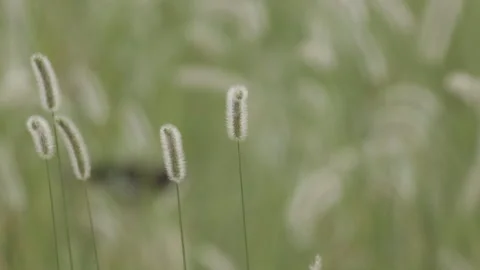 Swaying grass in the wind Stock Footage 316938582