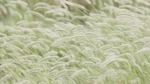 Swaying grass in the wind Stock Footage 316941319