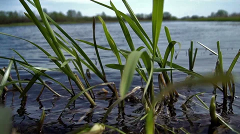 Swaying grasses in the lake Video stock 38000089