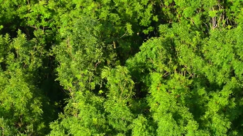 Swaying green crowns of trees. View from above in real time. Stock Footage 243992813
