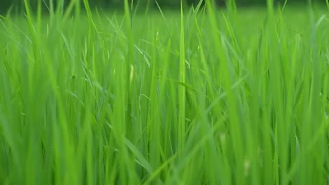 Swaying of green grass Stock Footage 253642887