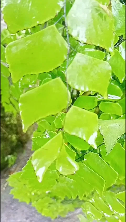 Swaying green leaves Stock Footage 219733656