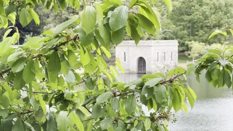 Swaying green tree branches covering water detail Видео 334759925