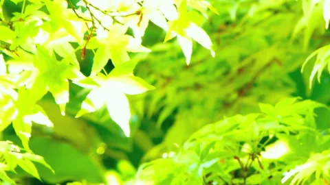 Swaying Green Trees in the Wind Vídeos de archivo 330607943