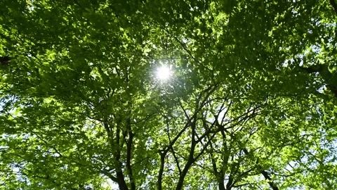 Swaying Green Trees in the Wind 库存影片 332818892