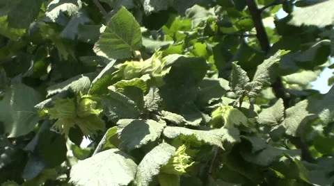 Swaying Hazelnut branches  Stock Footage 41129633